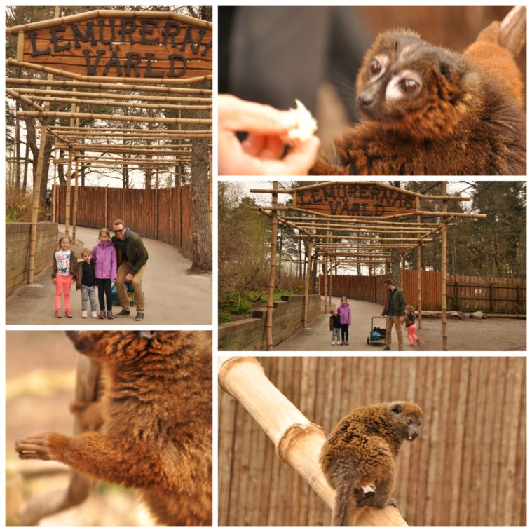 Parken zoo lemurernas värld lemurpark
